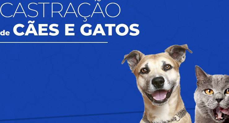 Prefeitura de Novorizonte realiza Mutirão de Castração de Cães e Gatos no município